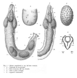 Balatro anguiformis - Original description image