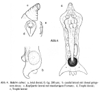 Balatro calvus
