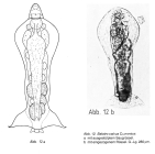 Balatro calvus