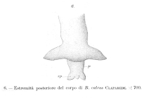 Balatro calvus