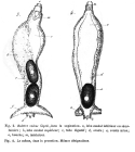 Balatro calvus