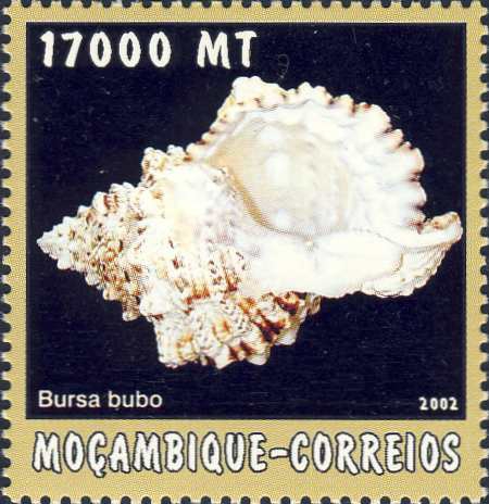 Bursa bubo Bursa bubo