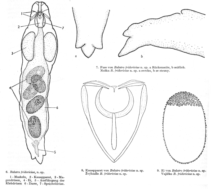 Balatro fridericiae - Original description image