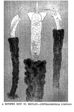 Beauchampia crucigere