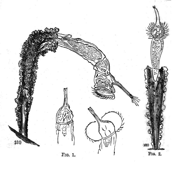 Beauchampia crucigere