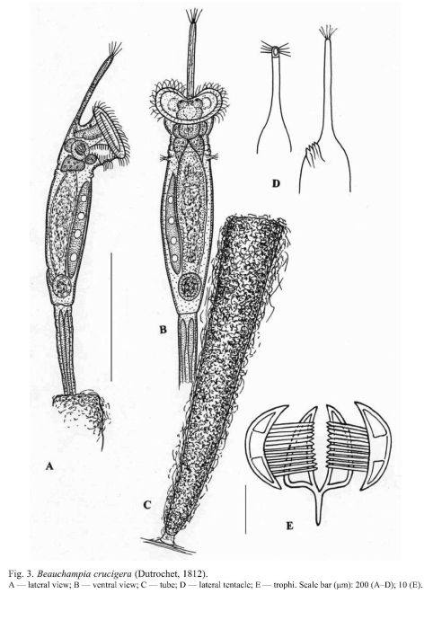 Beauchampia crucigere