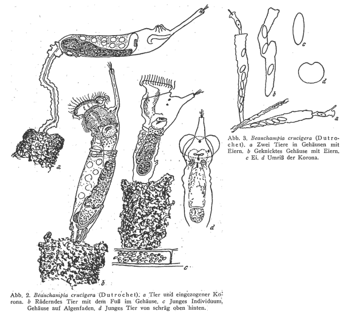 Beauchampia crucigere