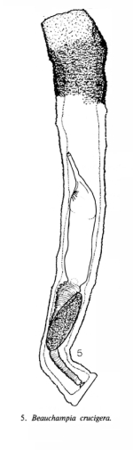 Beauchampia crucigere