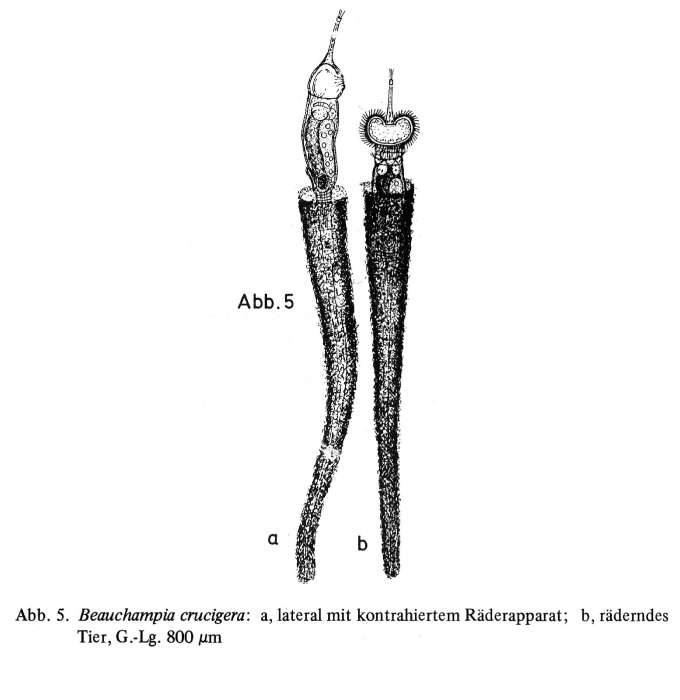 Beauchampia crucigere