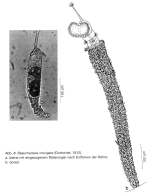 Beauchampia crucigere