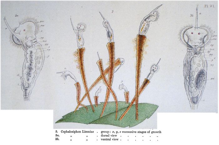 Beauchampia crucigere
