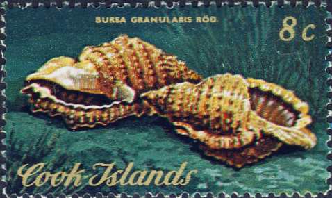 Bursa granularis Bursa granularis