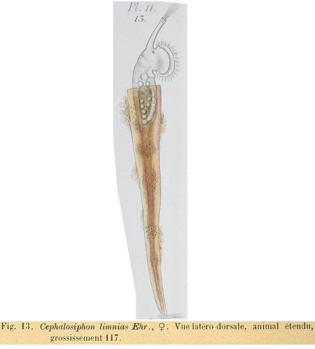 Beauchampia crucigere