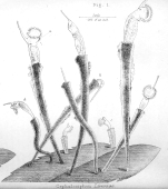 Beauchampia crucigere