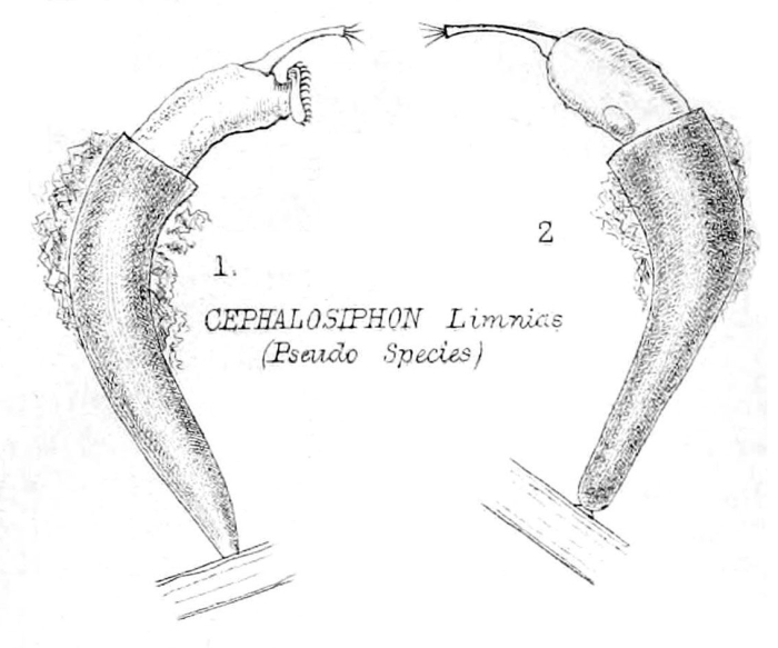 Beauchampia crucigere