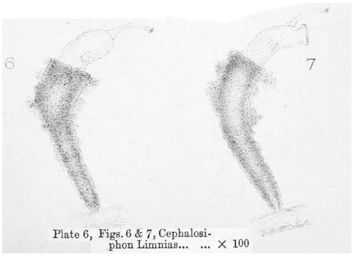 Beauchampia crucigere