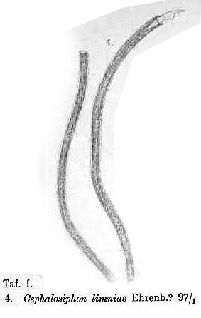 Beauchampia crucigere