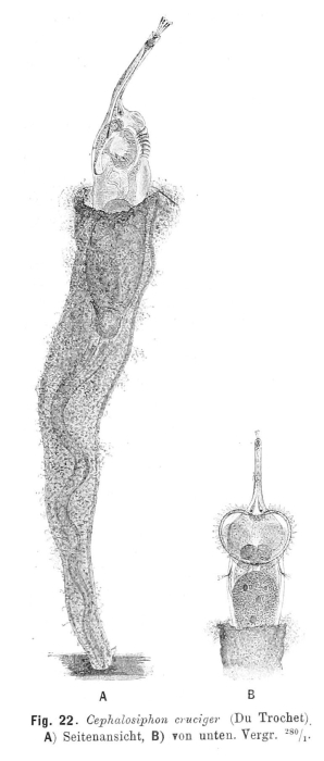 Beauchampia crucigere