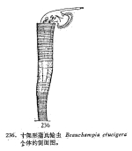 Beauchampia crucigere