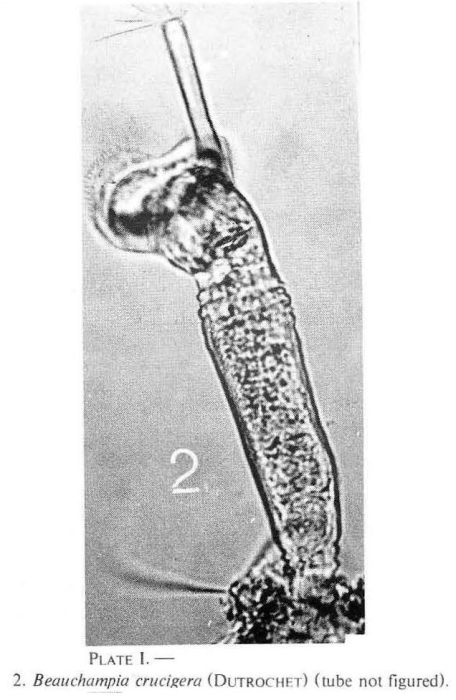 Beauchampia crucigere