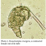 Beauchampia crucigere