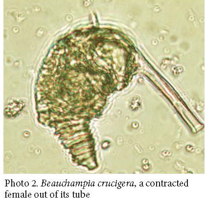 Beauchampia crucigere