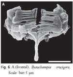 Beauchampia crucigere