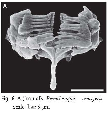 Beauchampia crucigere