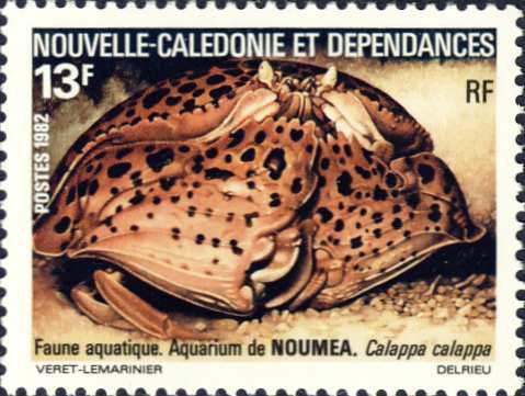 Calappa calappa Calappa calappa