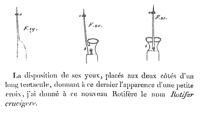 Beauchampia crucigere - Original description image
