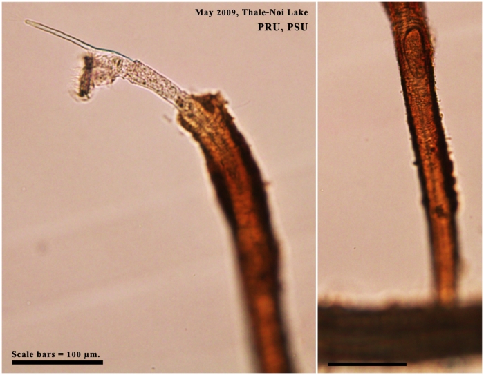 Beauchampia crucigere