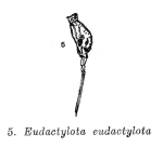 Beauchampiella eudactylota