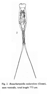 Beauchampiella eudactylota