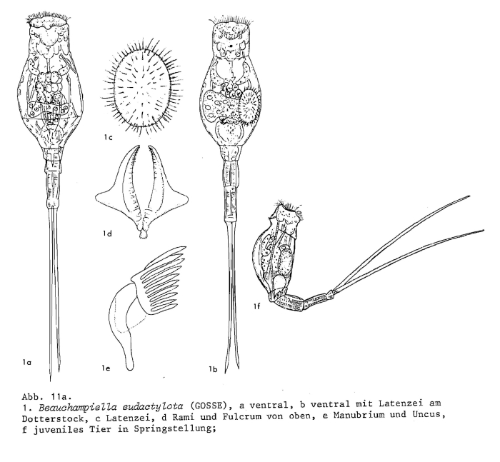 Beauchampiella eudactylota