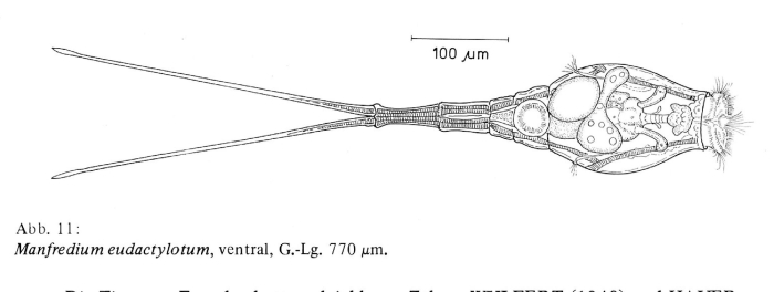 Beauchampiella eudactylota