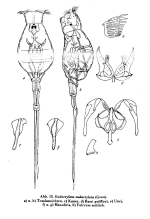 Beauchampiella eudactylota