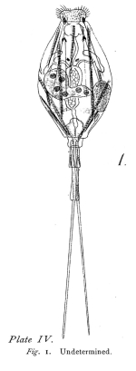 Beauchampiella eudactylota