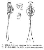 Beauchampiella eudactylota