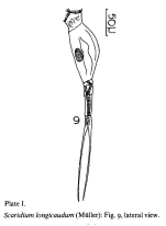 Beauchampiella eudactylota