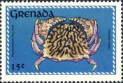 Calappa flammea, author: Collection Georges Declercq