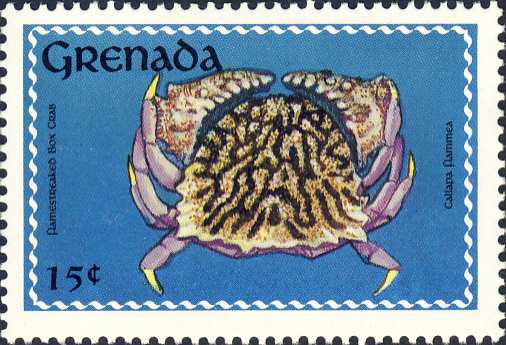 Calappa flammea Calappa flammea