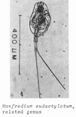 Beauchampiella eudactylota