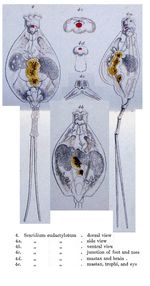 Beauchampiella eudactylota - Original description image