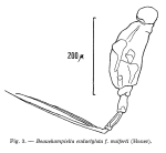 Beauchampiella wulferti