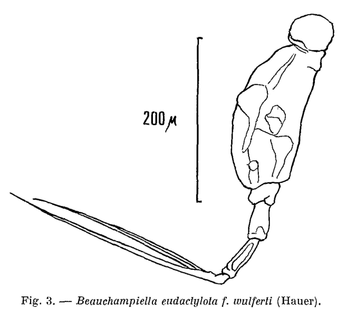 Beauchampiella wulferti