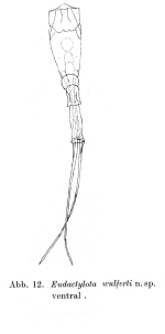 Beauchampiella wulferti - Original description image