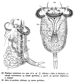 Bipalpus vesiculosus