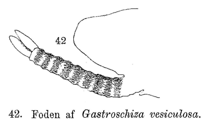 Bipalpus vesiculosus