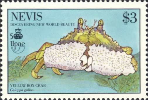Calappa gallus Calappa gallus