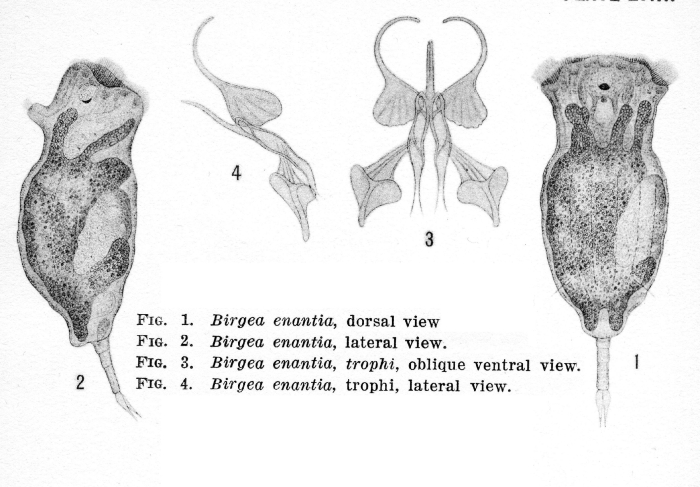 Birgea enantia - Original description image
